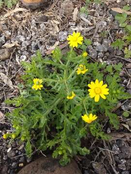 Plancia ëd Senecio vernalis Waldst. & Kit.