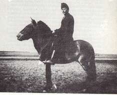 Image of Asian Wild Horse