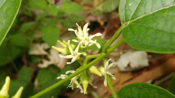 Image of Marsdenia pringlei S. Wats.