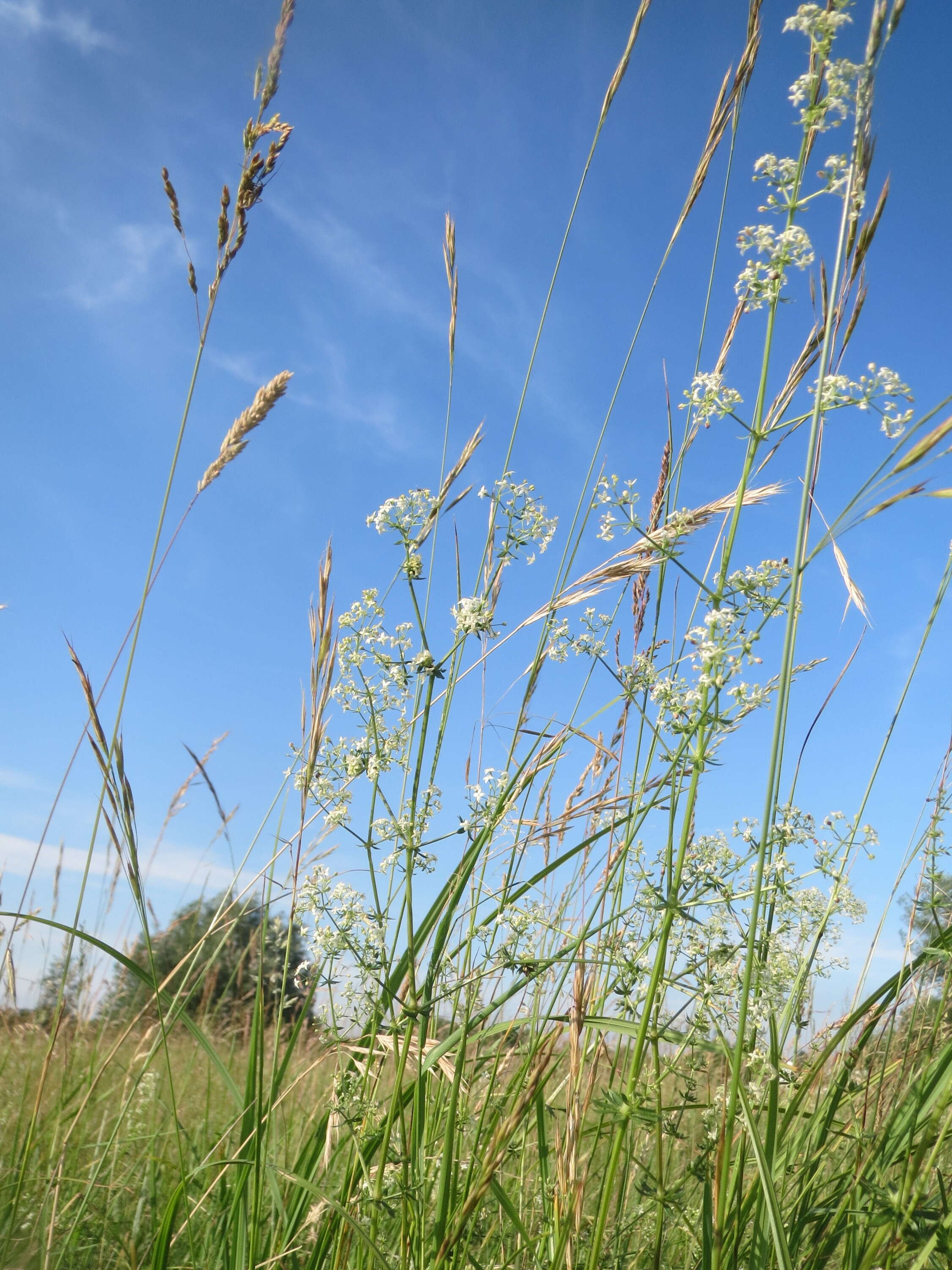 Image of White bedstraw