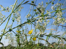 Image of White bedstraw