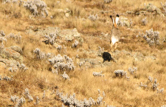 Image of Ethiopian Highland Hare