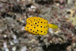 Image of Yellow boxfish