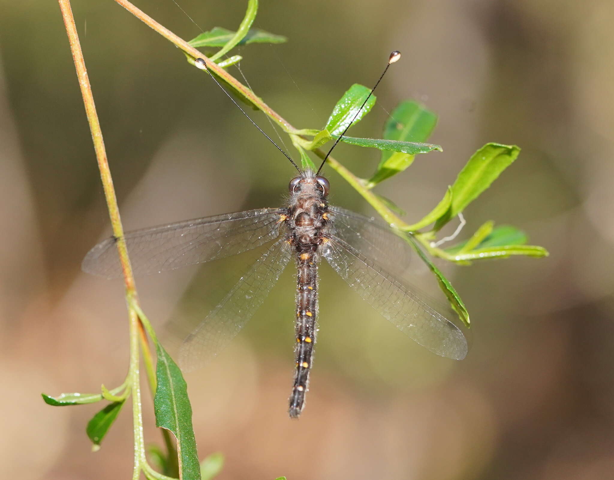 Image of Pilacmonotus sabulosus (Walker 1853)