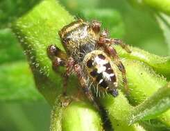 Image of Phidippus princeps (Peckham & Peckham 1883)