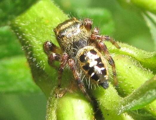 Image of Phidippus princeps (Peckham & Peckham 1883)