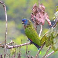 Image of Saint Lucia Amazon