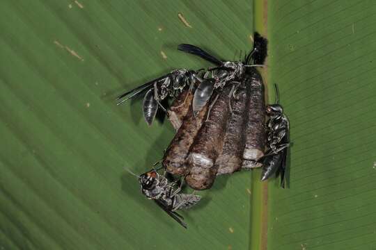 Image of Polistes aterrimus de Saussure 1853