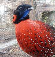 Image of Crimson Horned-pheasant