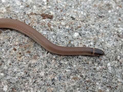 Image of Chihuahuan Blackhead Snake