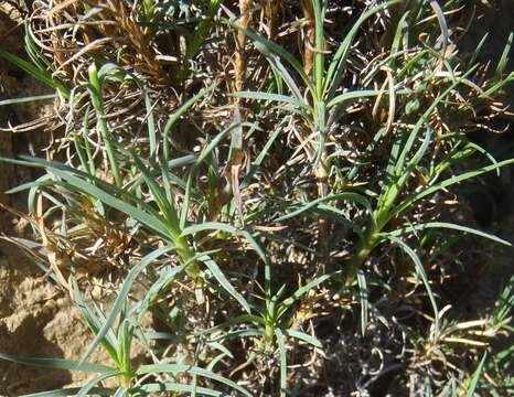 Image of Dianthus thunbergii Hooper