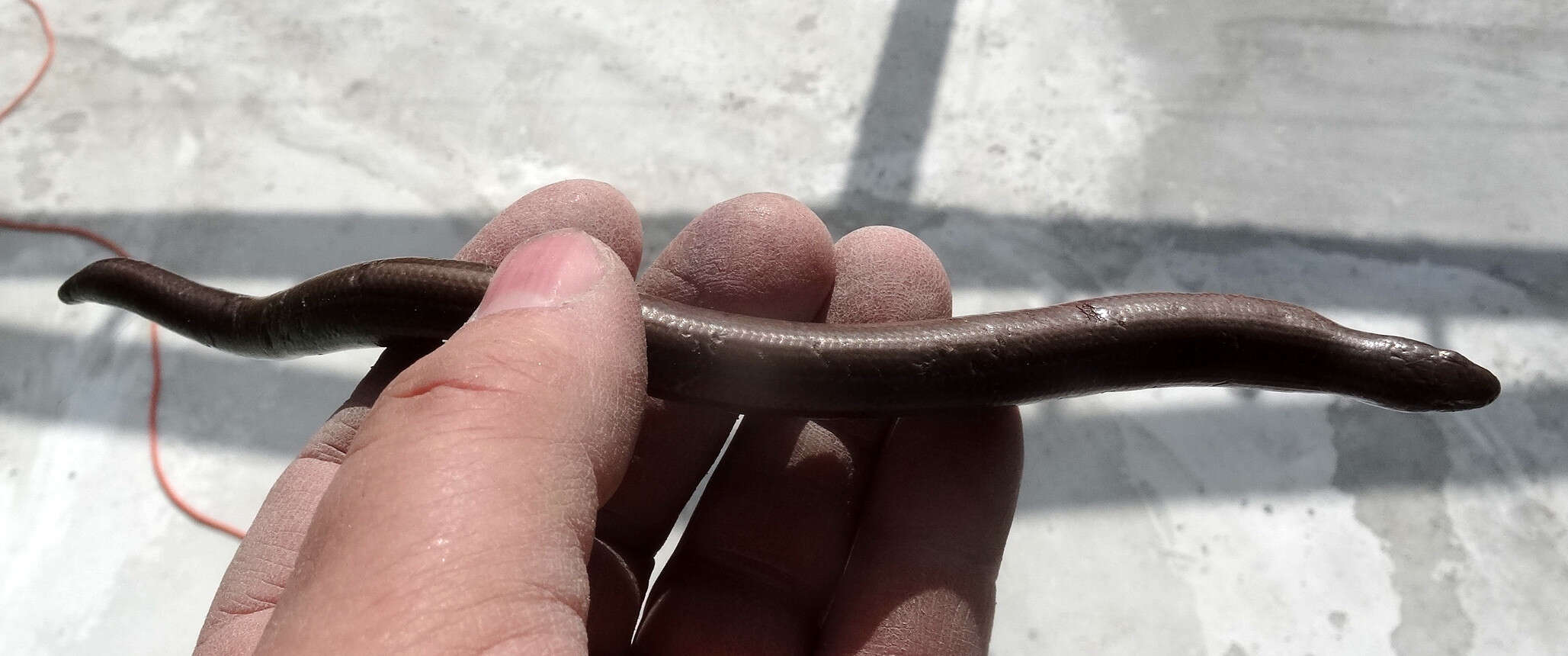 Image of Slow worm