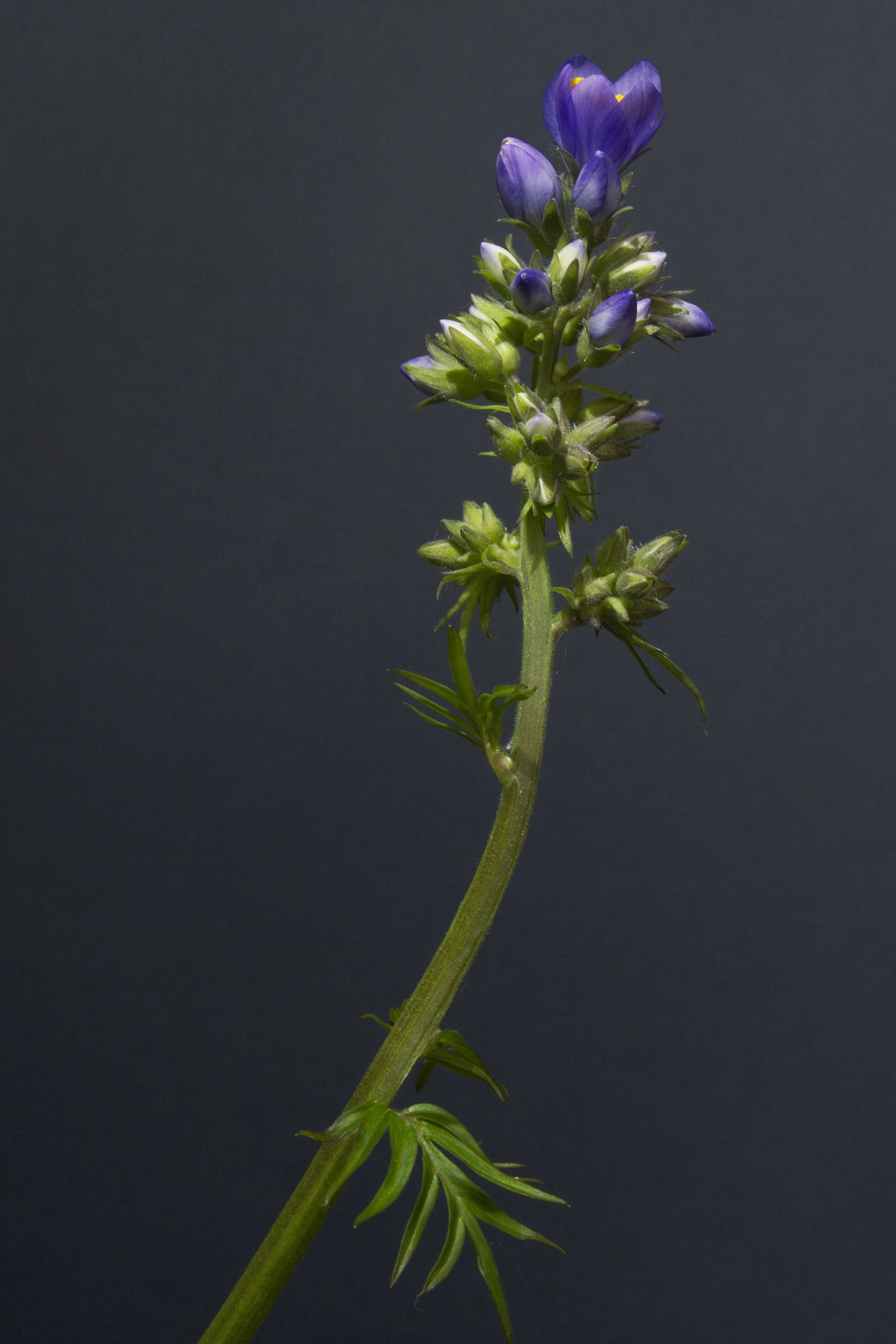 Image de Polémoine bleue