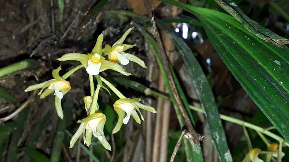 Image of Xylobium pallidiflorum (Hook.) G. Nicholson