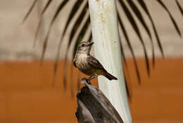 Image of <i>Pyrocephalus rubinus obscurus</i>