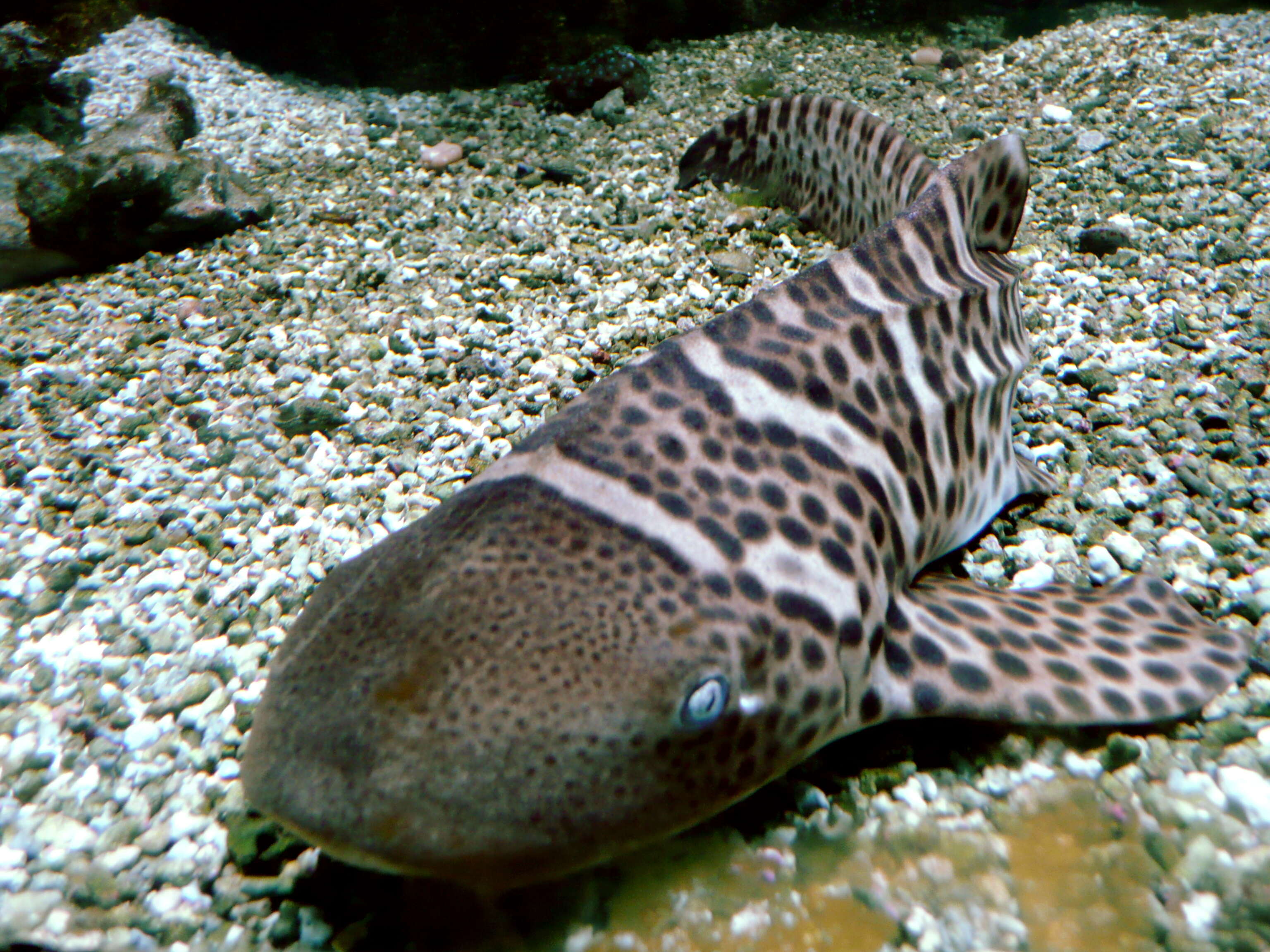 Image of zebra sharks