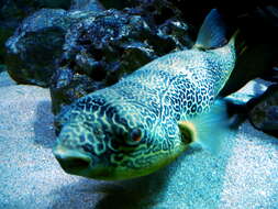 Image of Fresh Water Puffer Fish