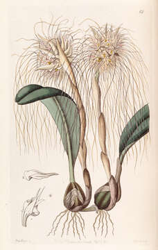 Image de Bulbophyllum medusae (Lindl.) Rchb. fil.