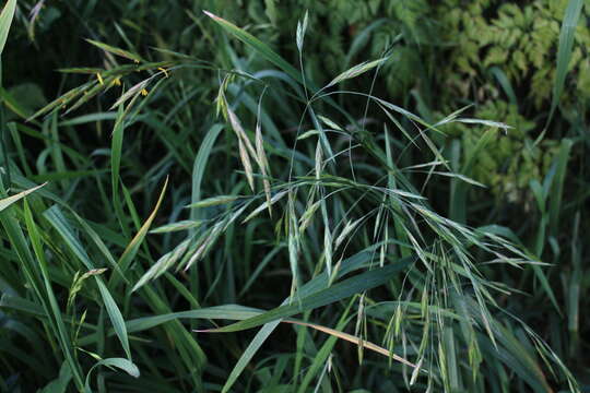 Image of Bromus lithobius Trin.