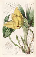 Image of Lycaste cruenta (Lindl.) Lindl.