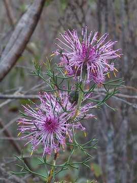 Image of Isopogon formosus R. Br.