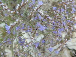 Imagem de Limonium brevipetiolatum R. Artelari & M. Erben