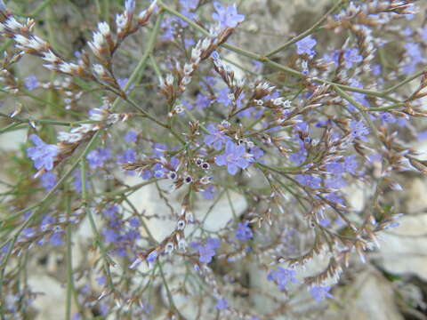 Imagem de Limonium brevipetiolatum R. Artelari & M. Erben