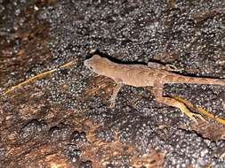 Anolis marsupialis Taylor 1956 resmi