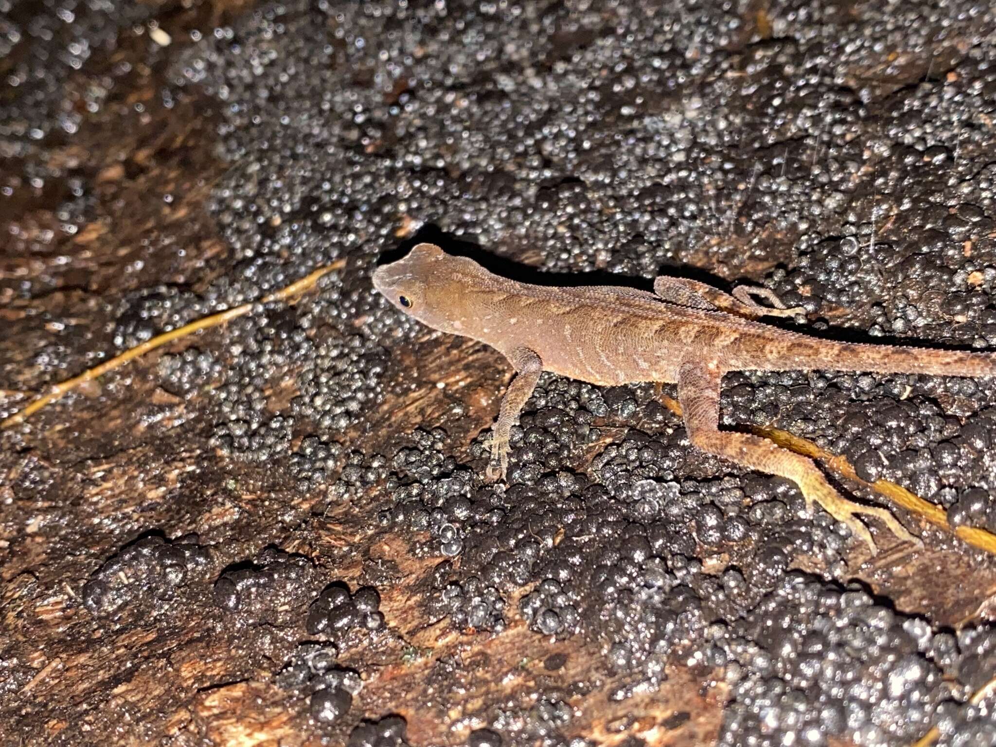 Anolis marsupialis Taylor 1956 resmi