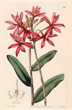 Image de Epidendrum cinnabarinum Salzm. ex Lindl.