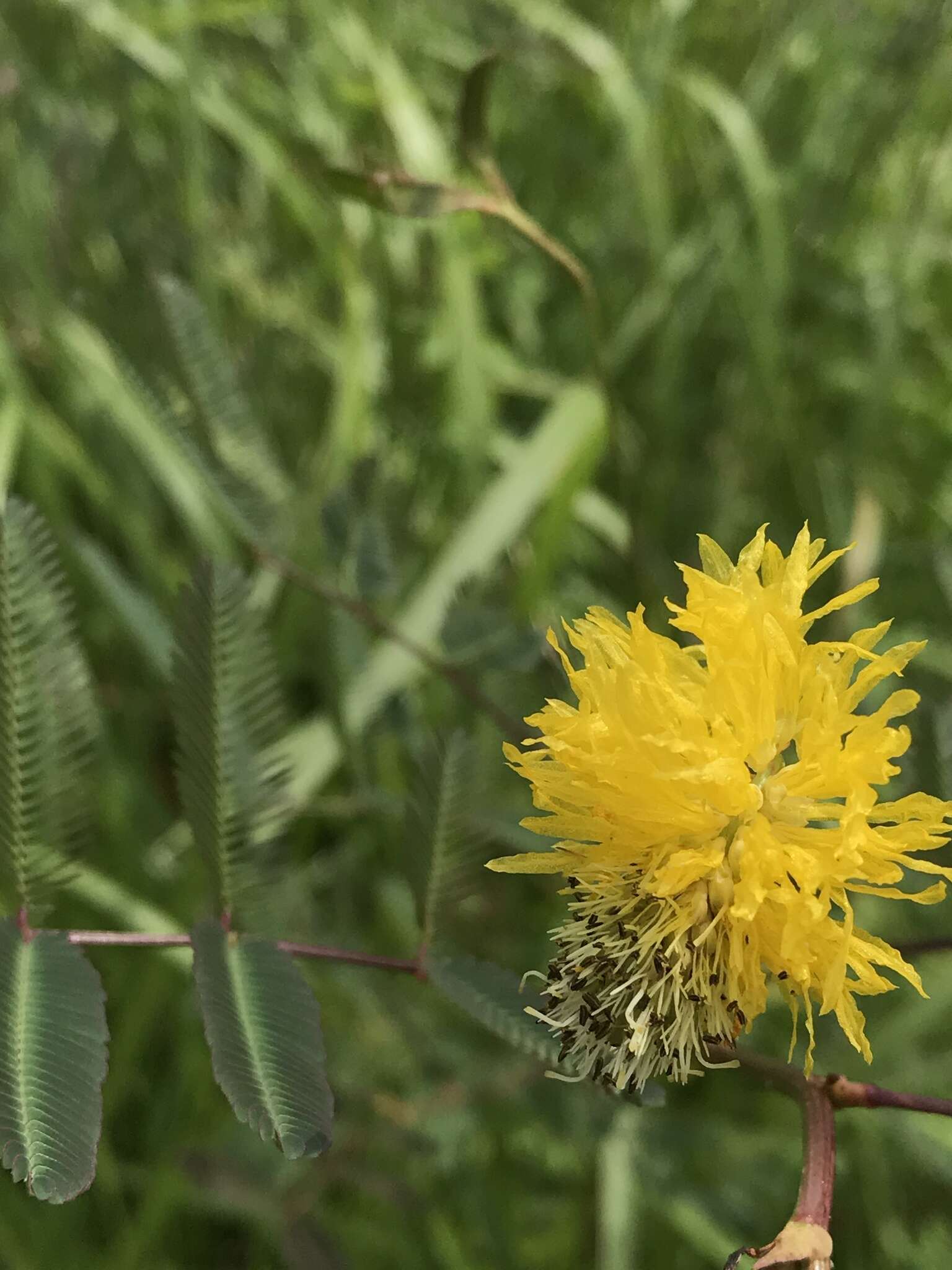 Слика од Neptunia plena (L.) Benth.