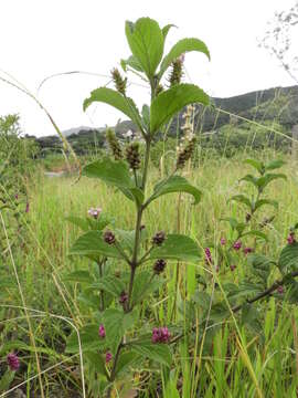 Image of threeleaf shrubverbena