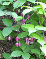 Image of Clematis japonica Thunb.