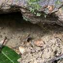 Image of Bloody Bay Poison Frog