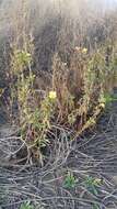 Image of Hooker's evening primrose