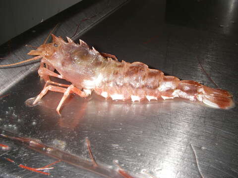 Image of warrior shrimp