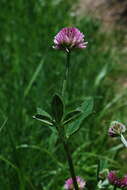 Imagem de Trifolium montanum subsp. rupestre (Ten.) Pignatti