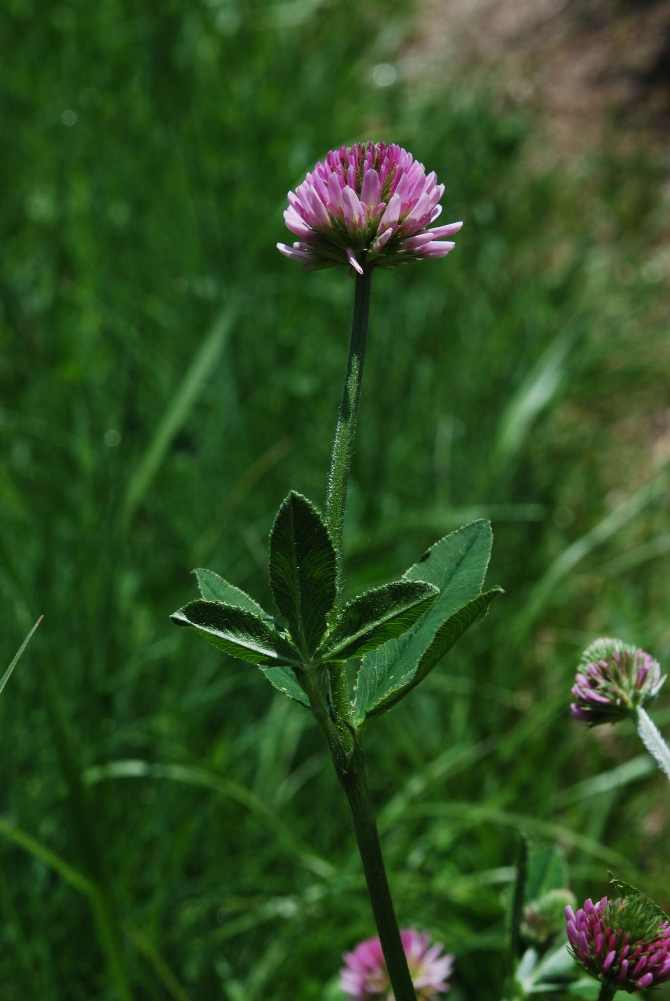 صورة Trifolium montanum subsp. rupestre (Ten.) Pignatti