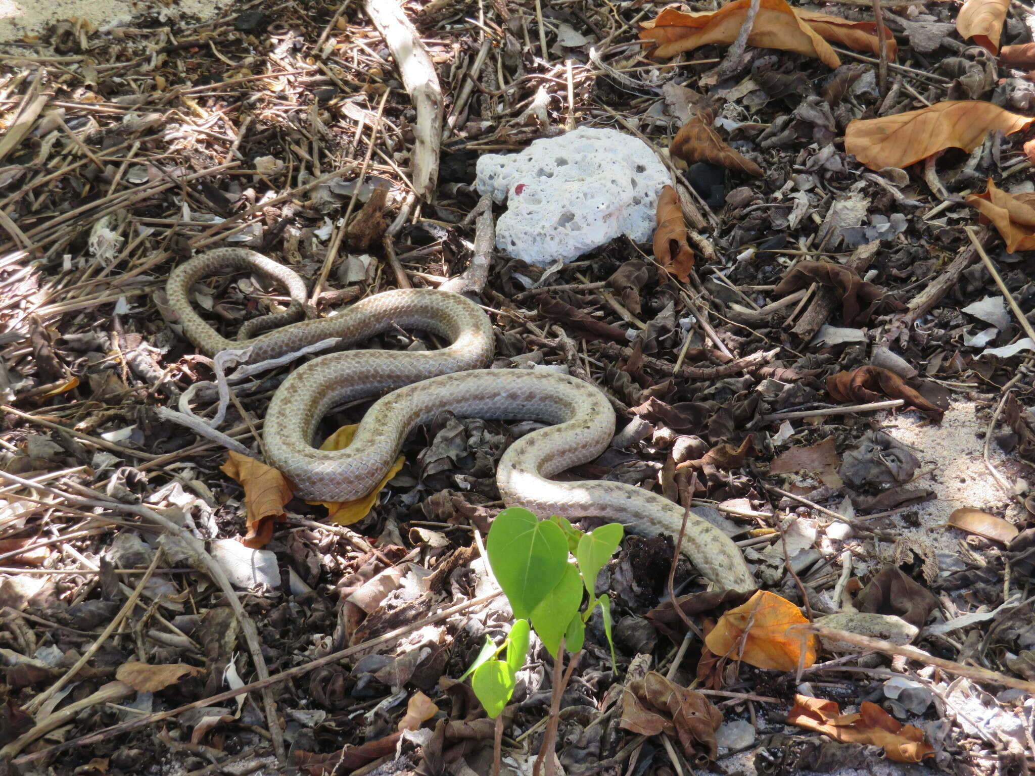 Image of Antiguan Racer