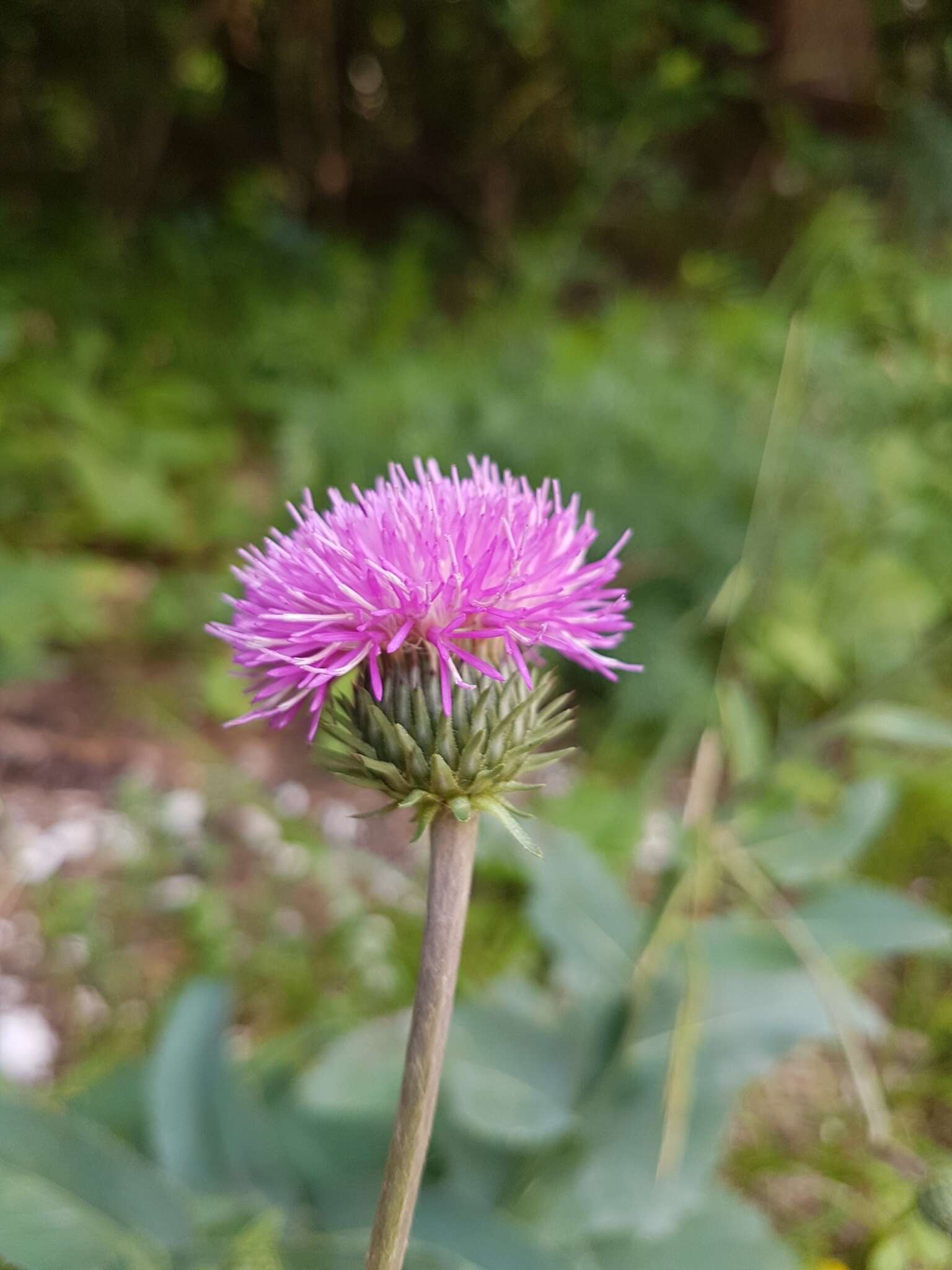 Imagem de Carduus defloratus subsp. crassifolius