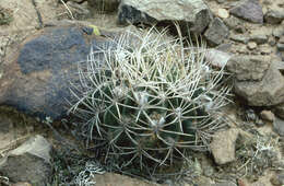 Image of Echinopsis obrepanda (Salm-Dyck) K. Schum.