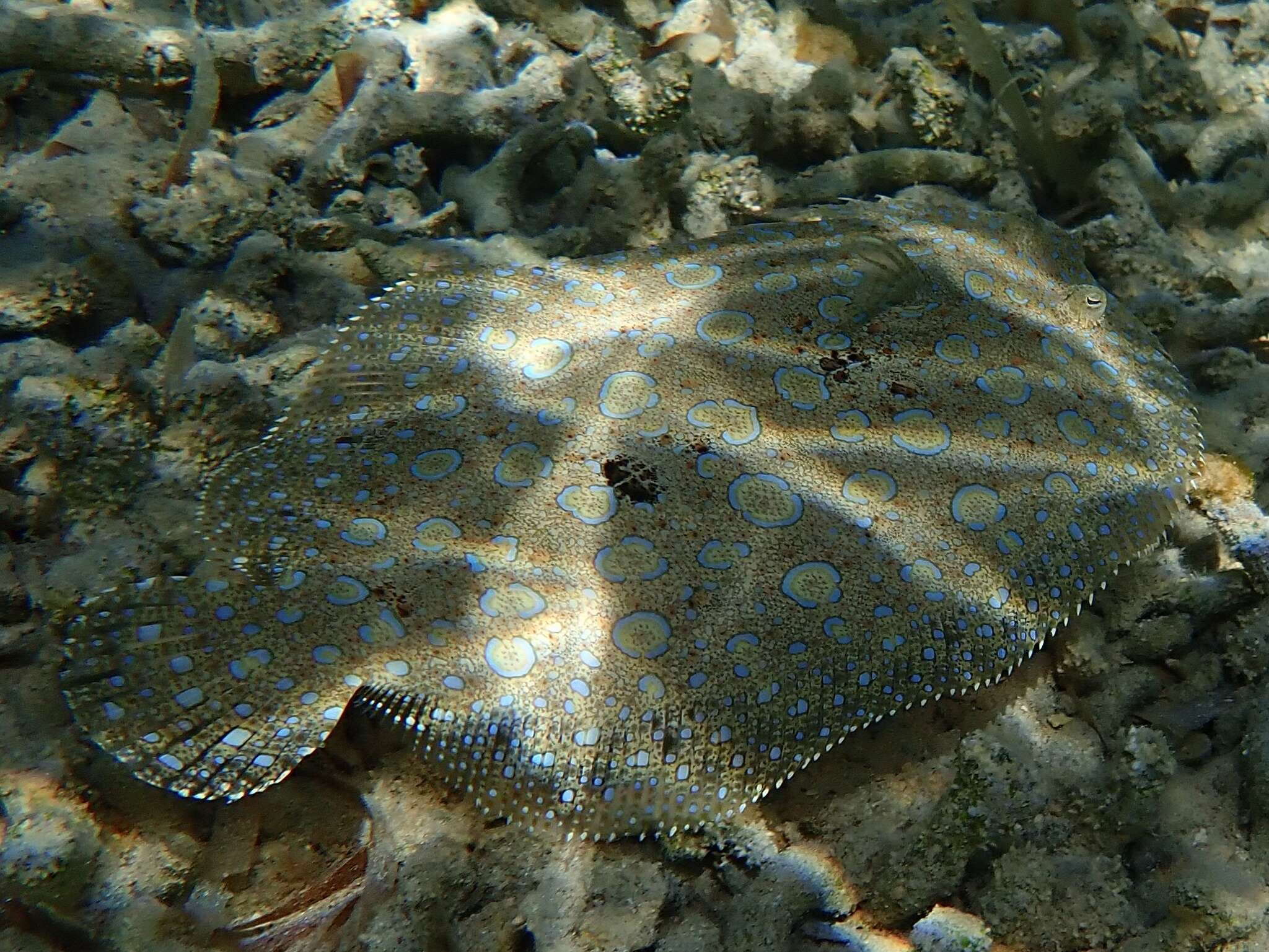 Image of Flounder