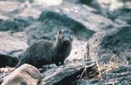 Image of American Mink