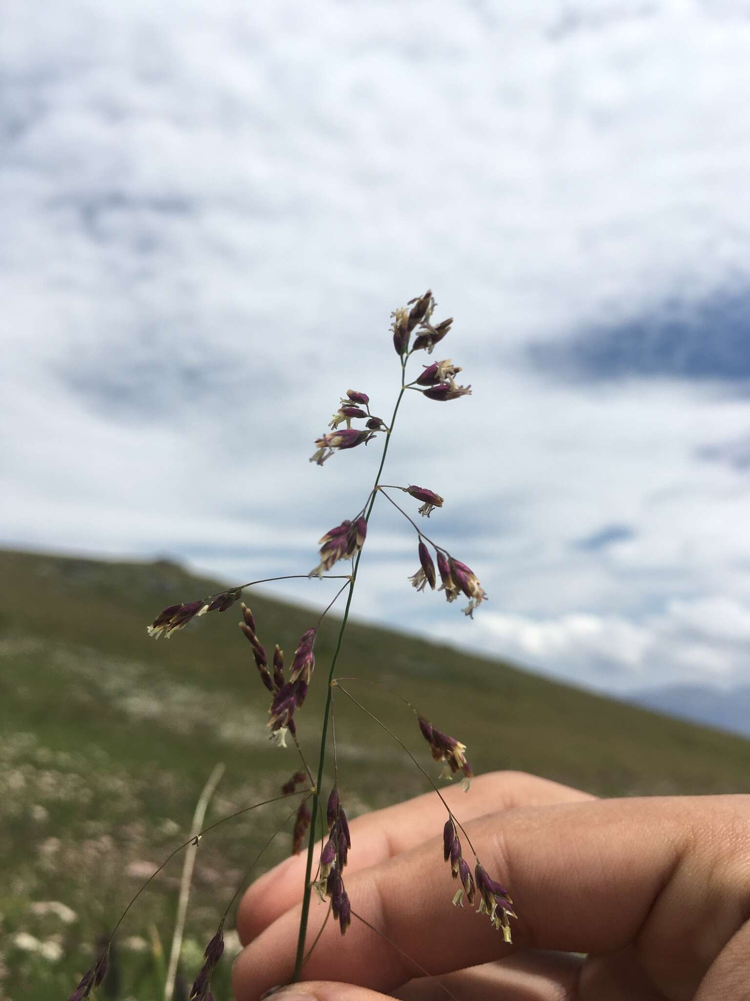 Plancia ëd Catabrosella