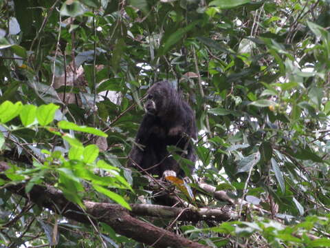 Image of Monk Saki