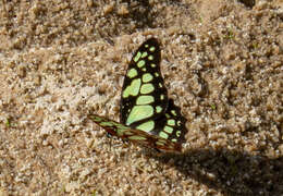 Graphium cyrnus (Boisduval 1836) resmi