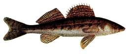 Image of pikeperch, zander