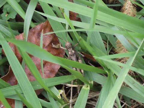 Image of Clouded Grasshopper