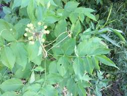 Image de Aralia humilis Cav.