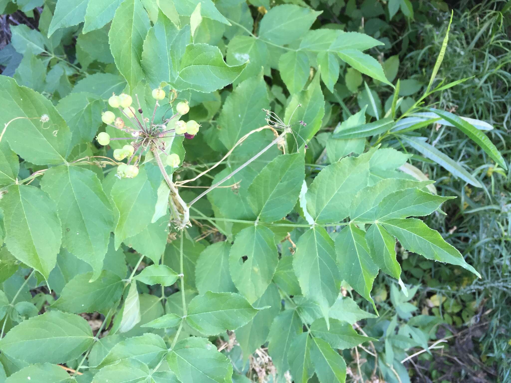 Image de Aralia humilis Cav.